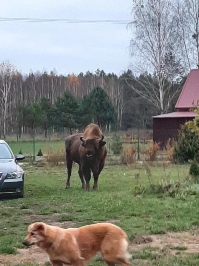 シェミアヌフカ Agroturystyka Zubrヴィラ エクステリア 写真